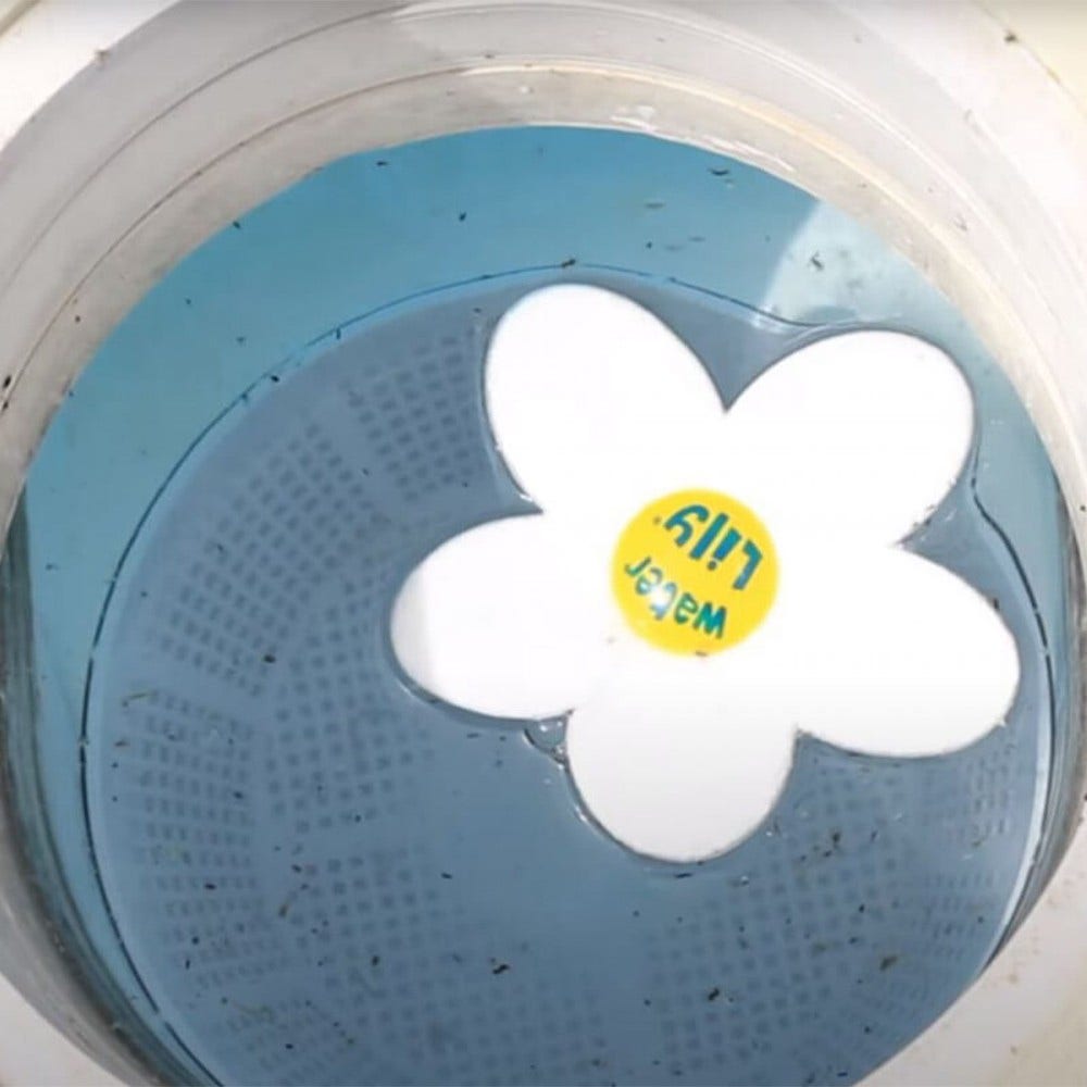 Toucan Water Lily vandrenser til swimmingpool og spa (6 stk.)